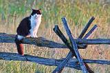 Cat On A Split Rail Fence_27425